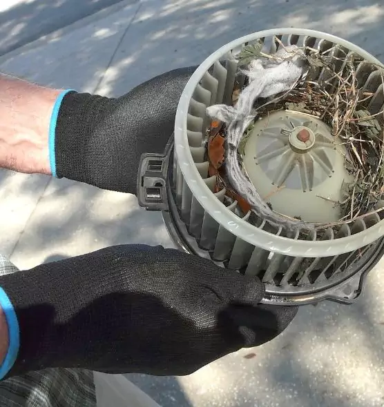 About Air Duct Rat Removal in Maple Valley, WA